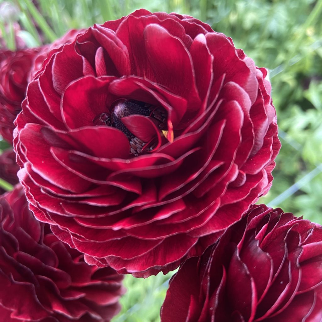 Ranunkel Romance Perigord – Ranunculus asiaticus