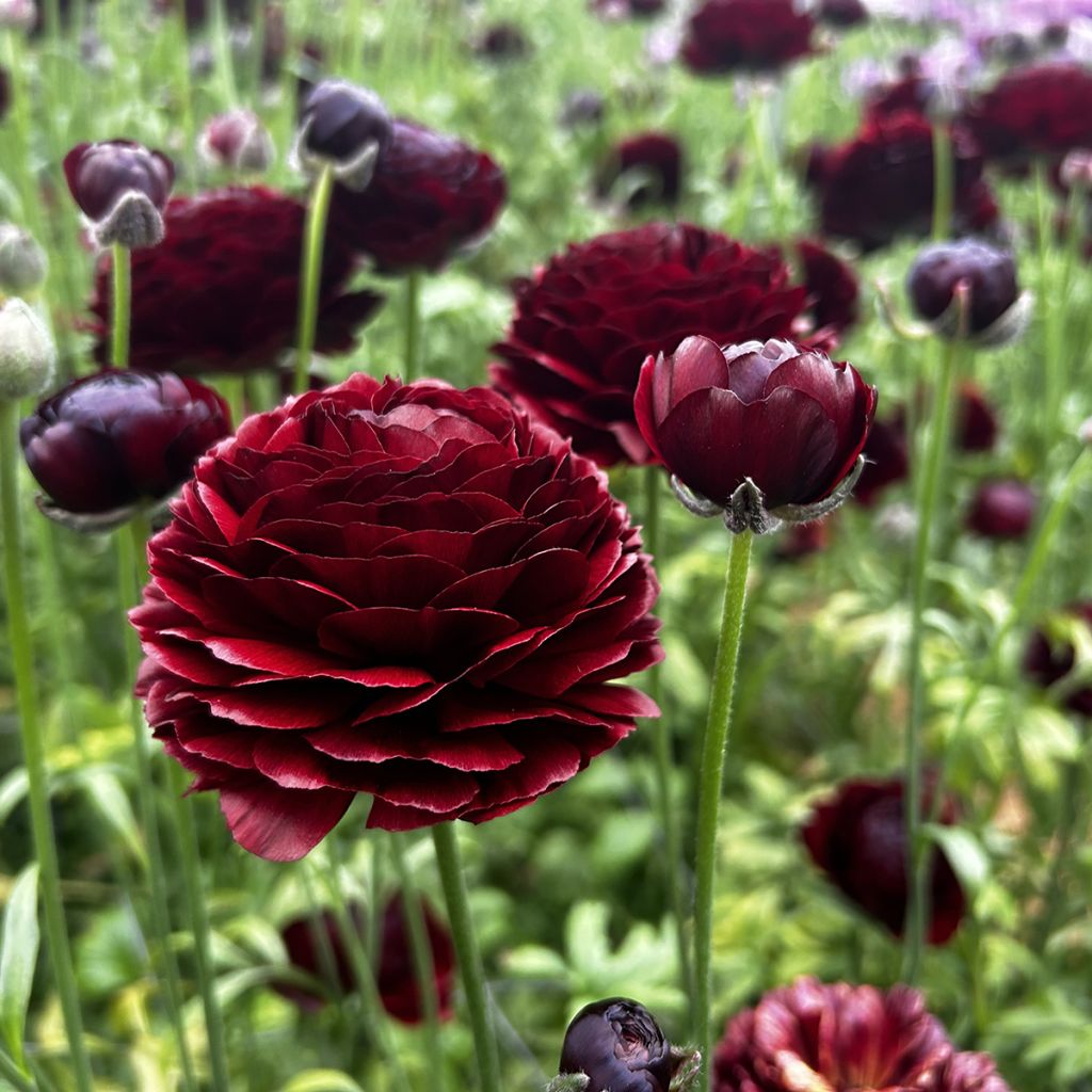 Ranunkel Romance Perigord – Ranunculus asiaticus