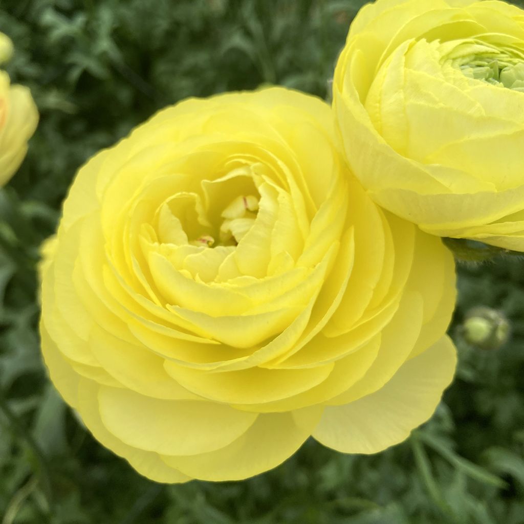 Ranunkel Romance Quimper – Ranunculus asiaticus