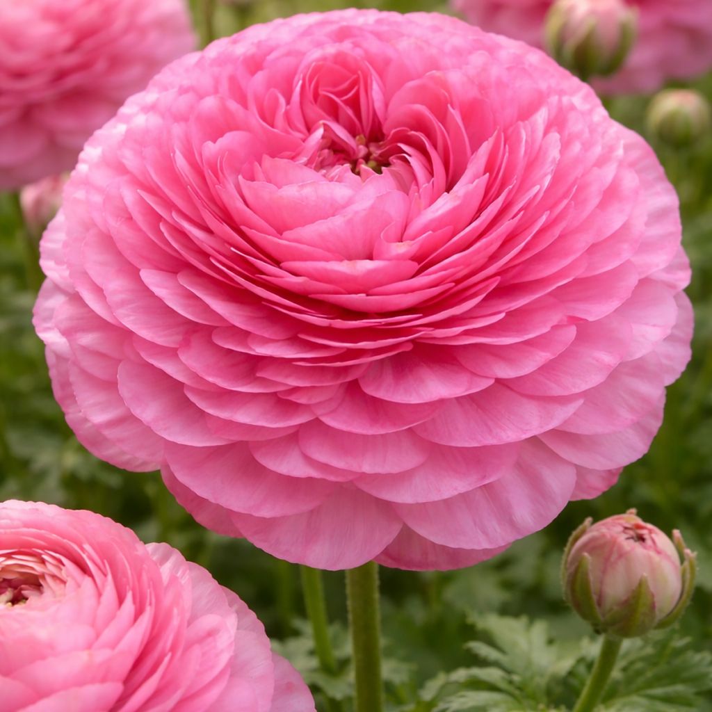 Ranunkel Supreme Pink – Ranunculus asiaticus