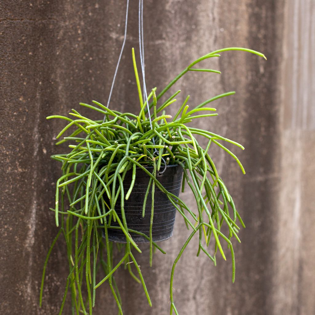 Rhipsalis baccifera - Korallenkaktus