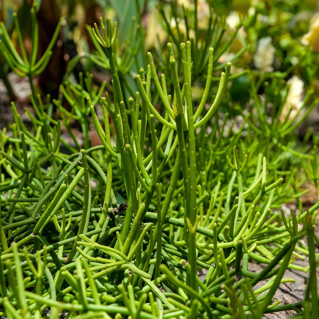 Rhipsalis baccifera - Korallenkaktus