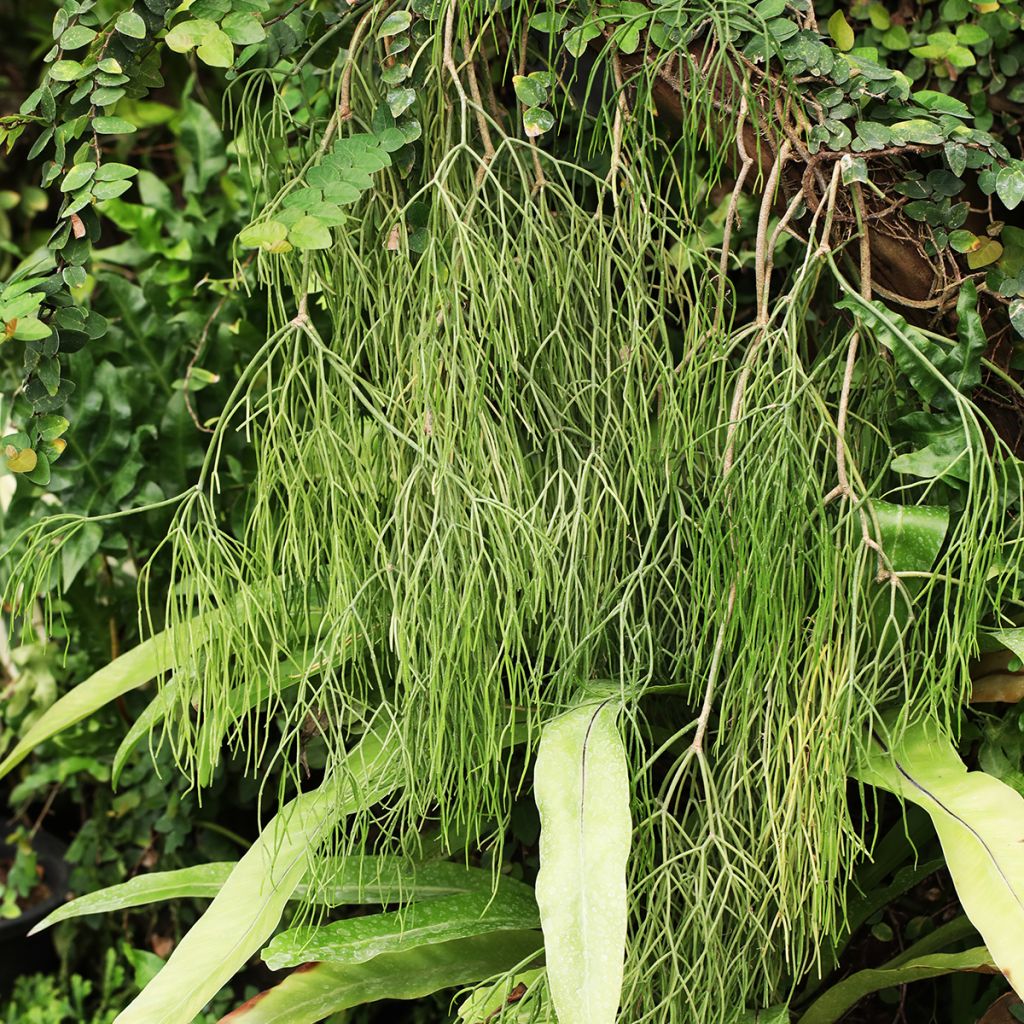 Rhipsalis baccifera - Korallenkaktus