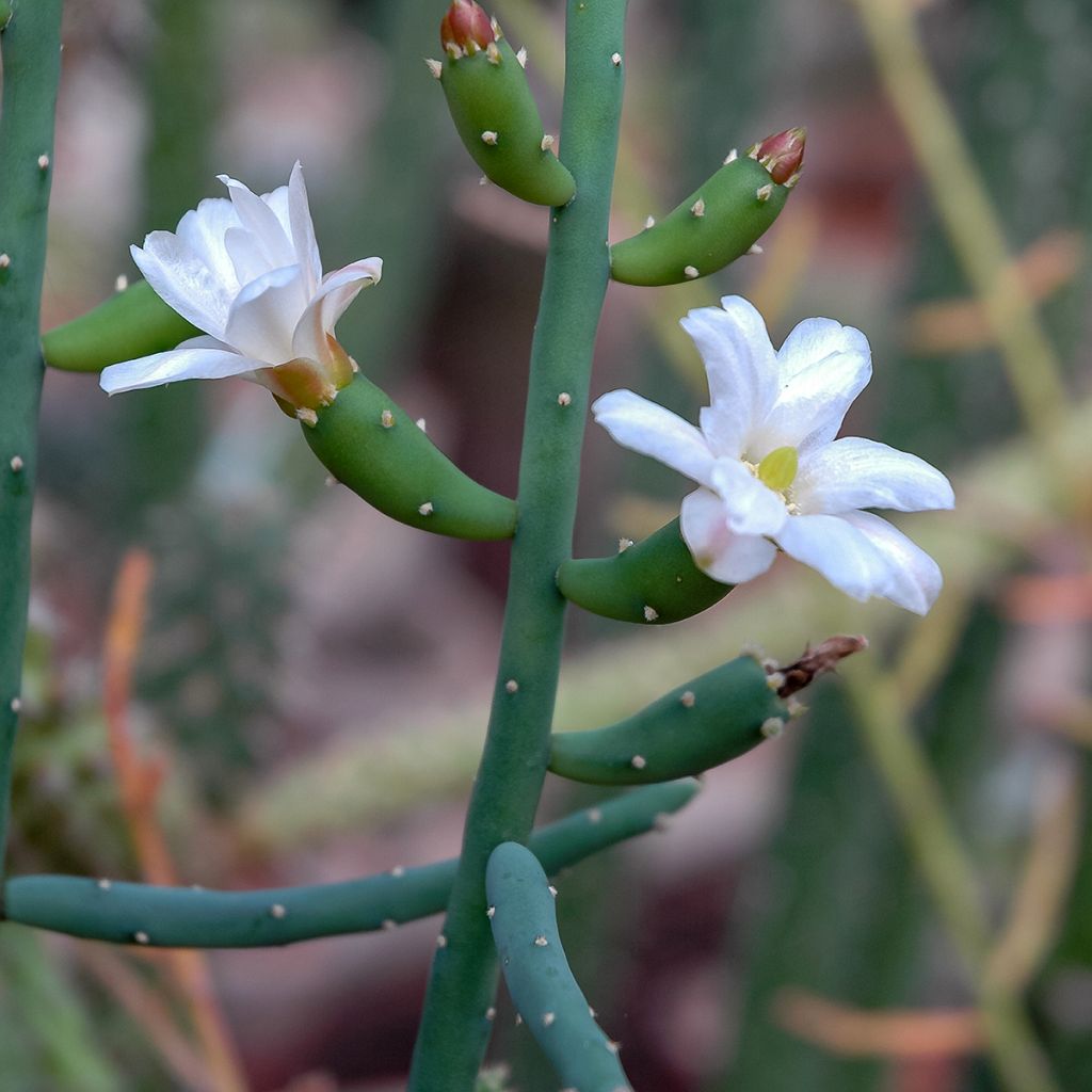 Rhipsalis baccifera - Korallenkaktus