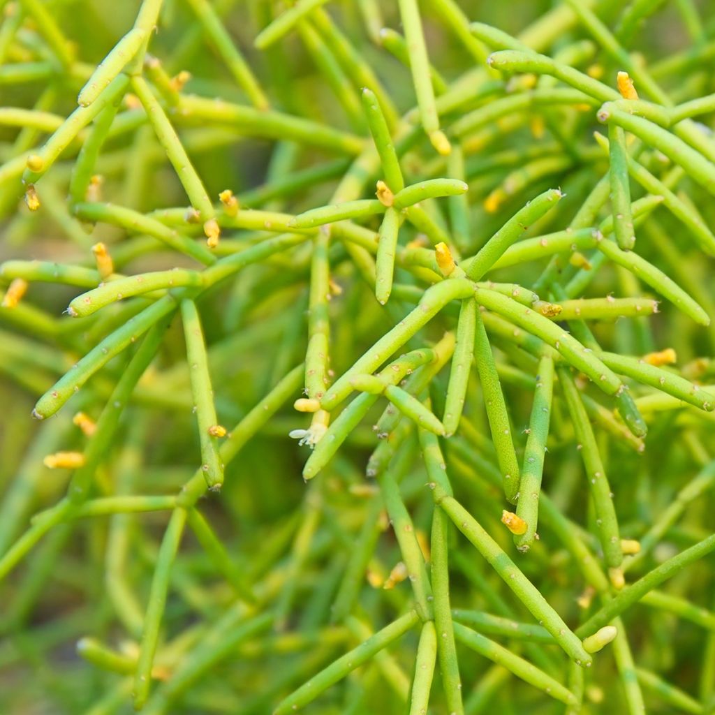 Rhipsalis cereuscula - Korallenkaktus