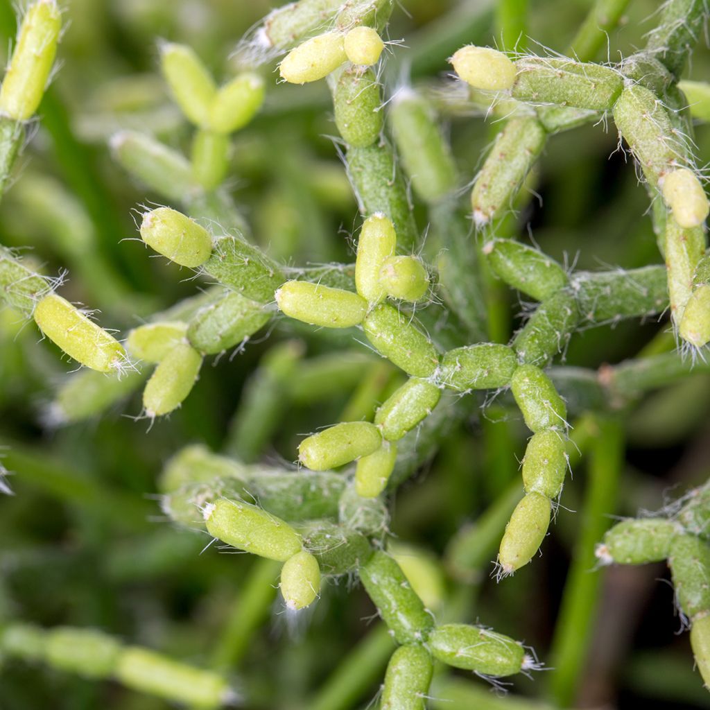 Rhipsalis cereuscula - Korallenkaktus