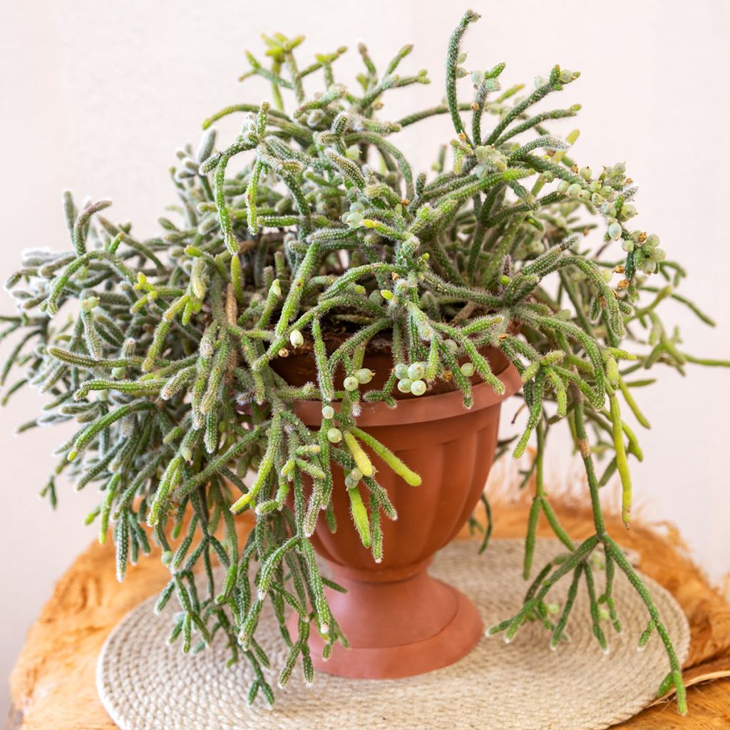 Rhipsalis horrida - Korallenkaktus
