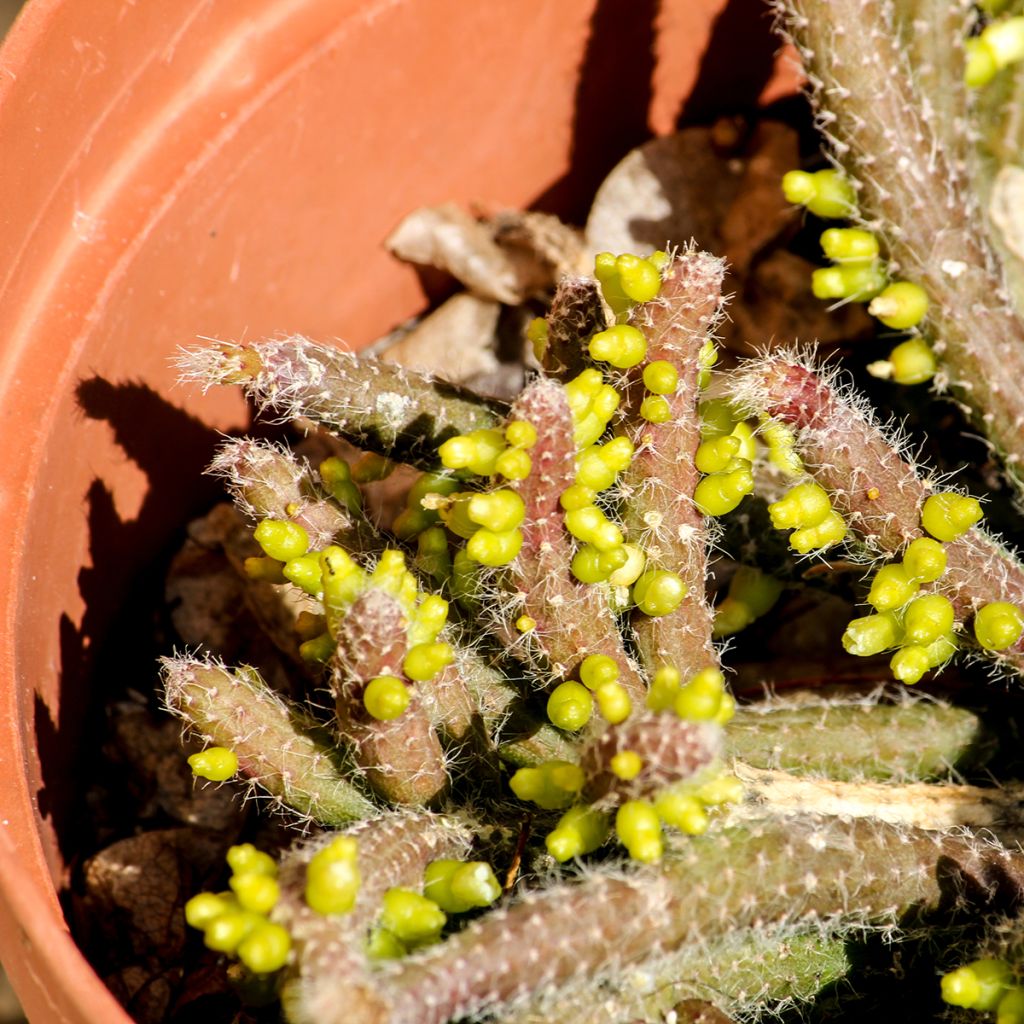 Rhipsalis horrida - Korallenkaktus