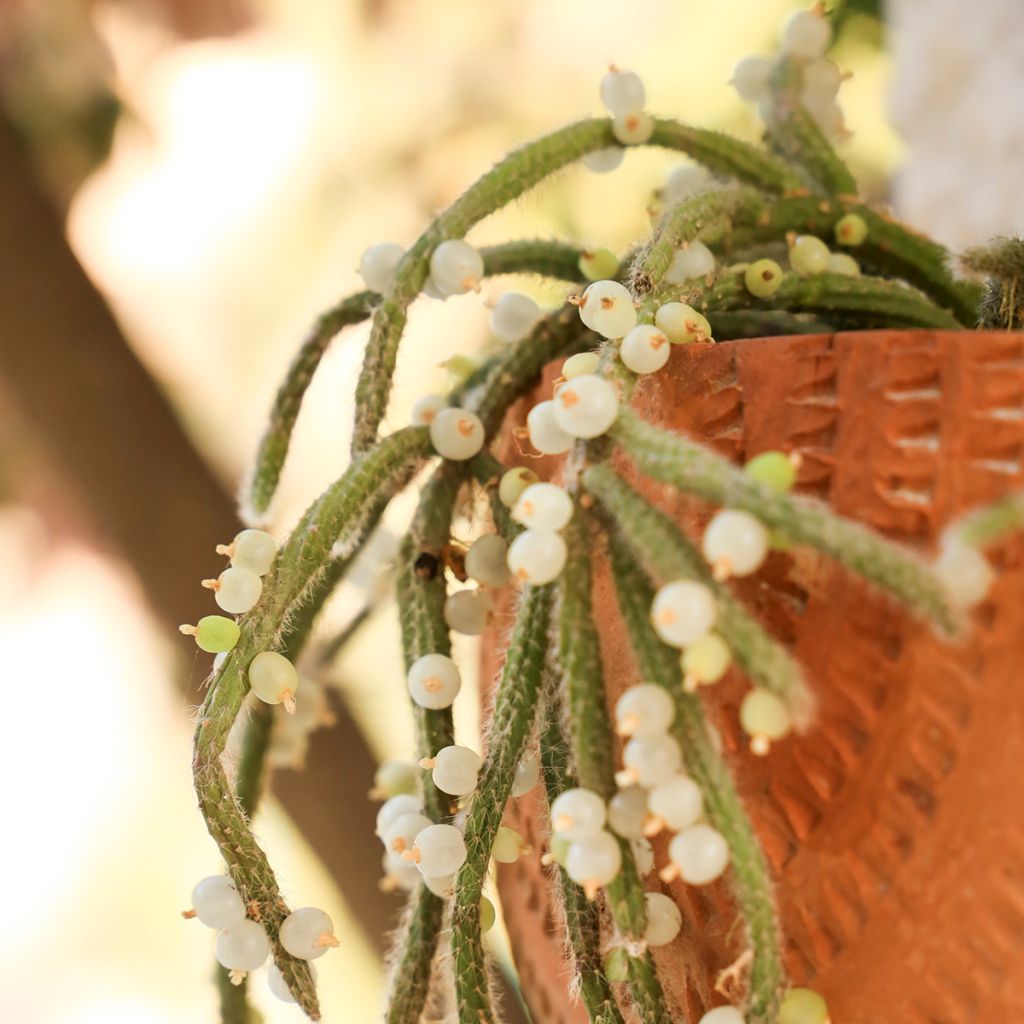 Rhipsalis horrida - Korallenkaktus
