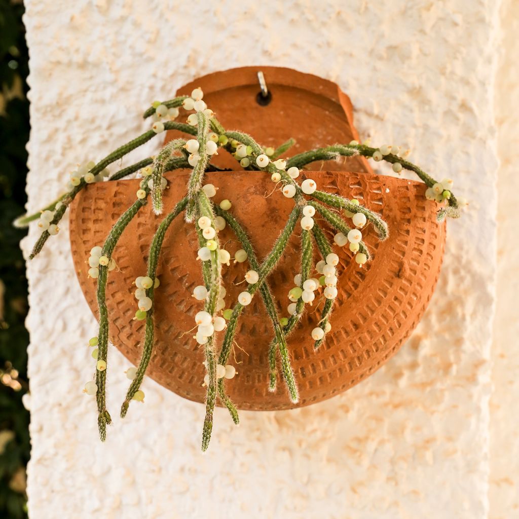 Rhipsalis horrida - Korallenkaktus