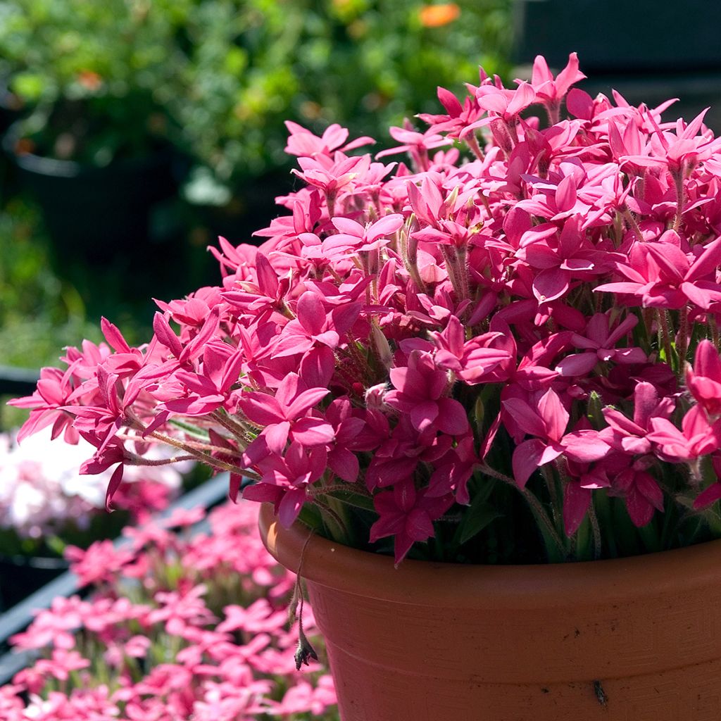 Rhodoxis Red Alert - Grasstern