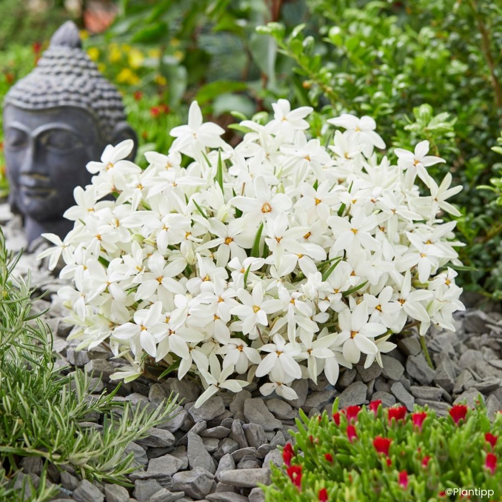 Rhodoxis Fairy Snow - Grasstern