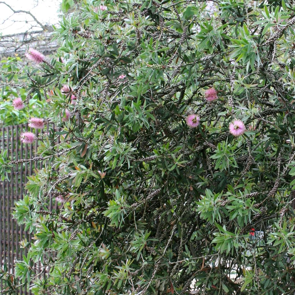 Callistemon violaceus - Zylinderputzer