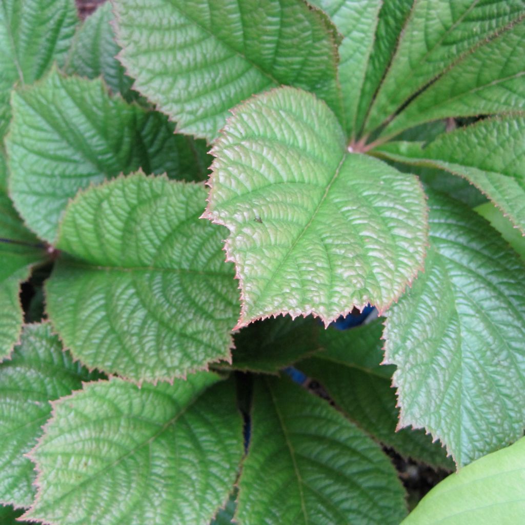 Rodgersia pinnata Elegans - Schaublatt