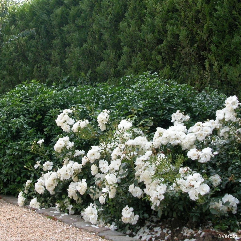 Rosa Schneeflocke (Opalia) - Rambler-Rose