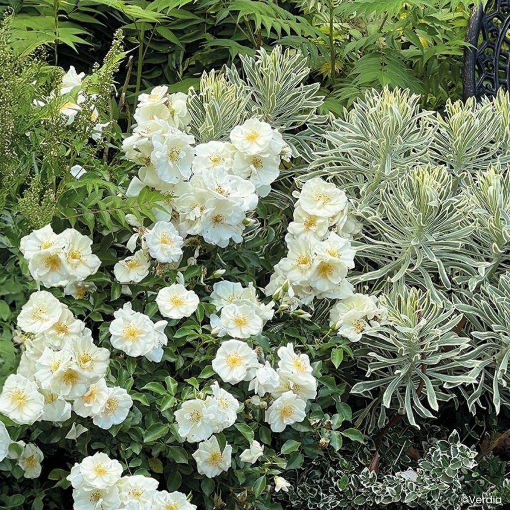 Rosa Schneeflocke (Opalia) - Rambler-Rose