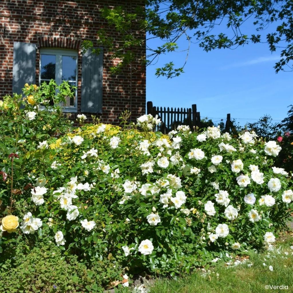 Rosa Schneeflocke (Opalia) - Rambler-Rose