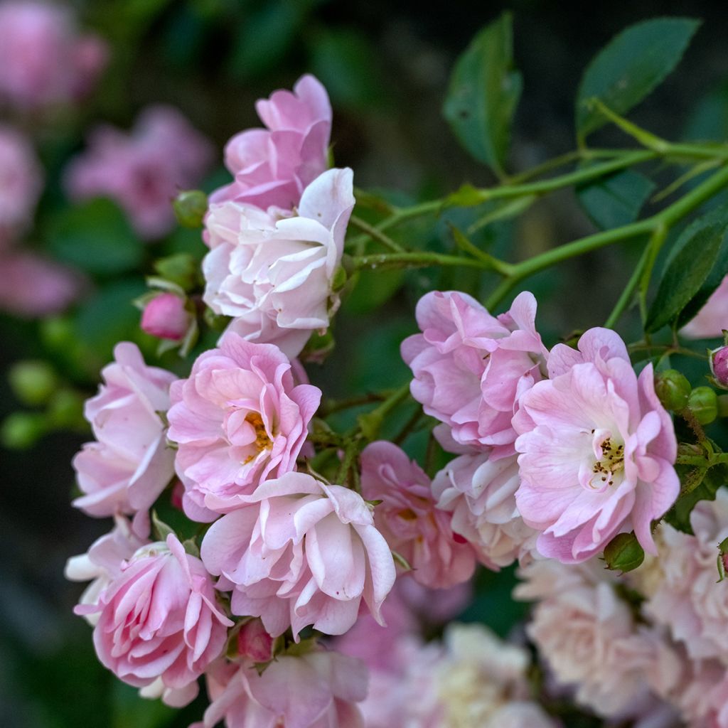 Rosa Siluetta Lavender - Kletterrose