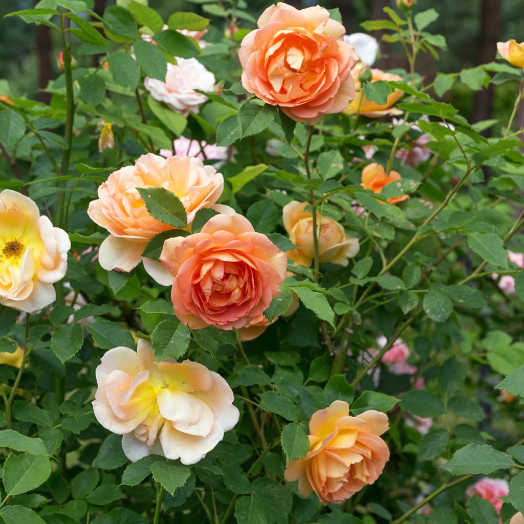 Rosa Lady Of Shalott - Englische Rose