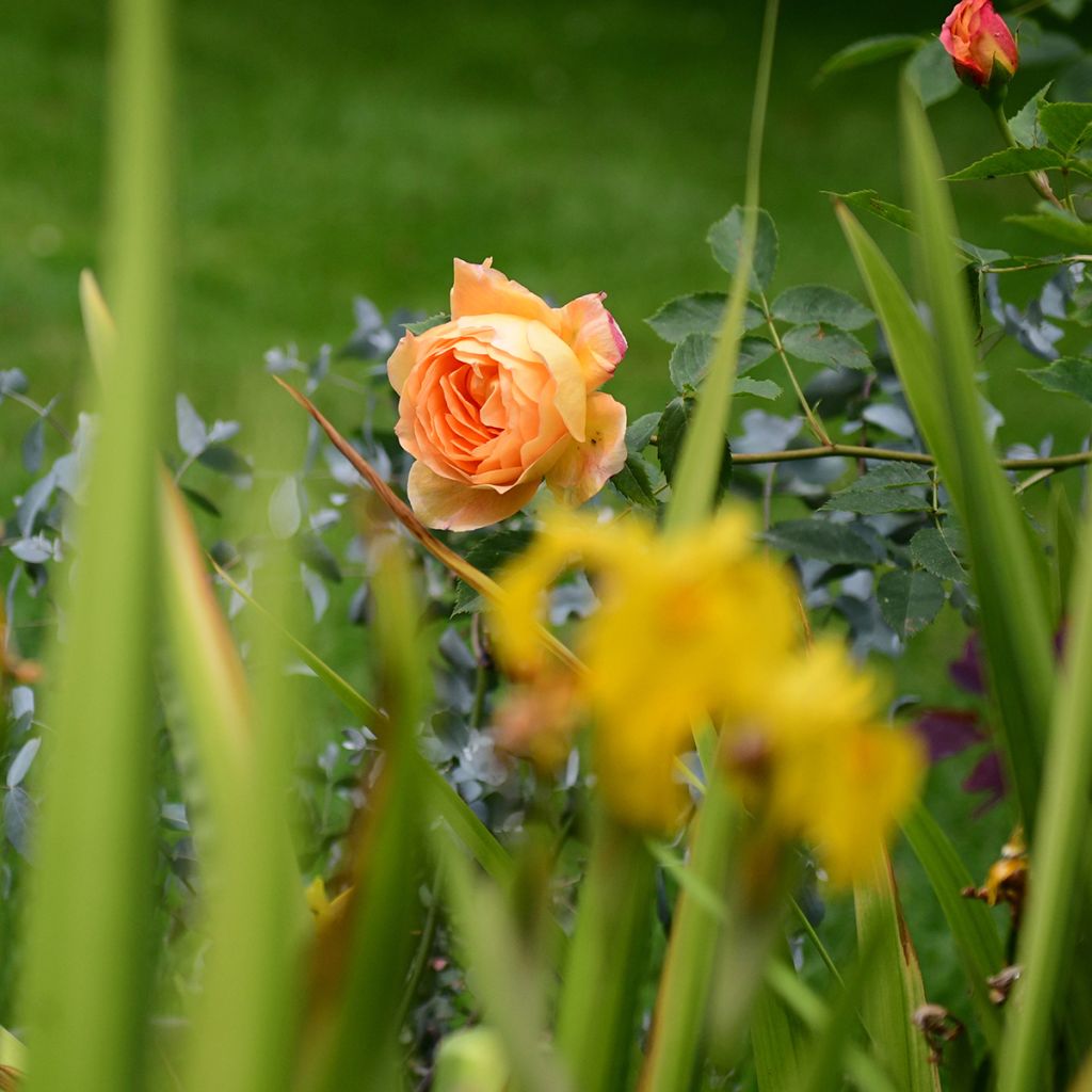 Rosa Lady Of Shalott - Englische Rose
