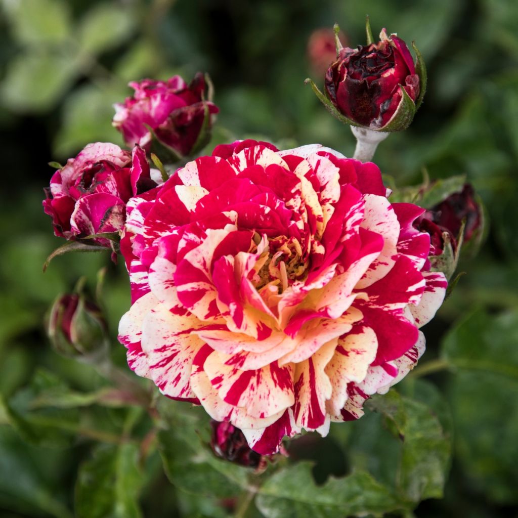 Rosa Abracadabra - Beetrose