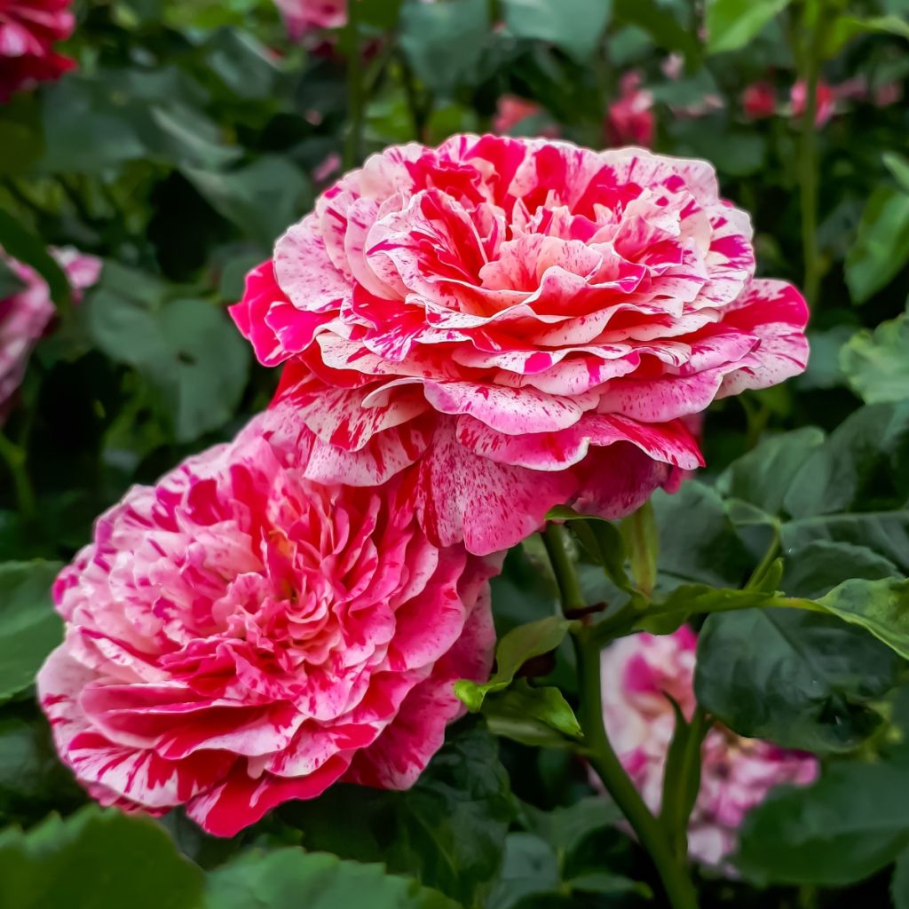 Rosa Abracadabra - Beetrose