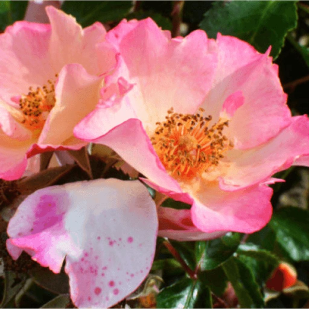 Rosa Bee Proud - Beetrose