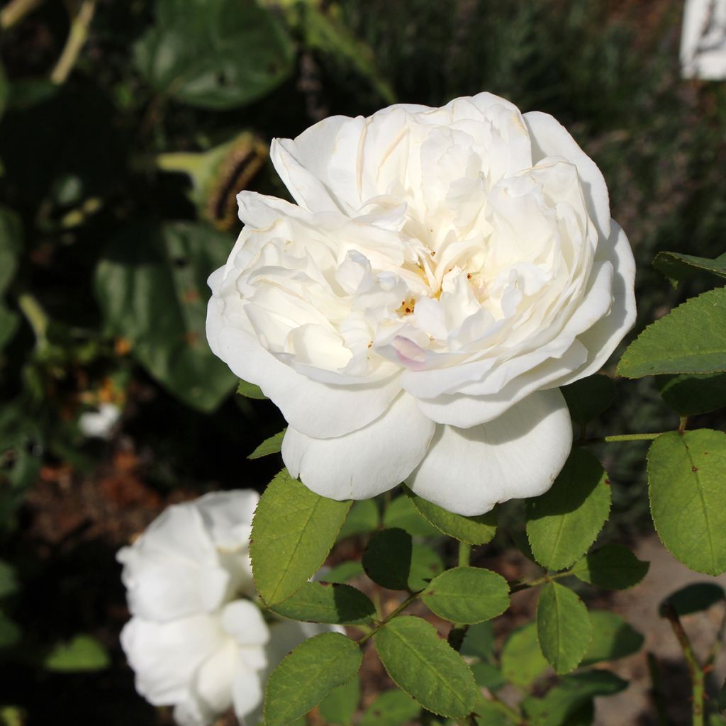 Rosa Winchester Cathedral - Englische Rose
