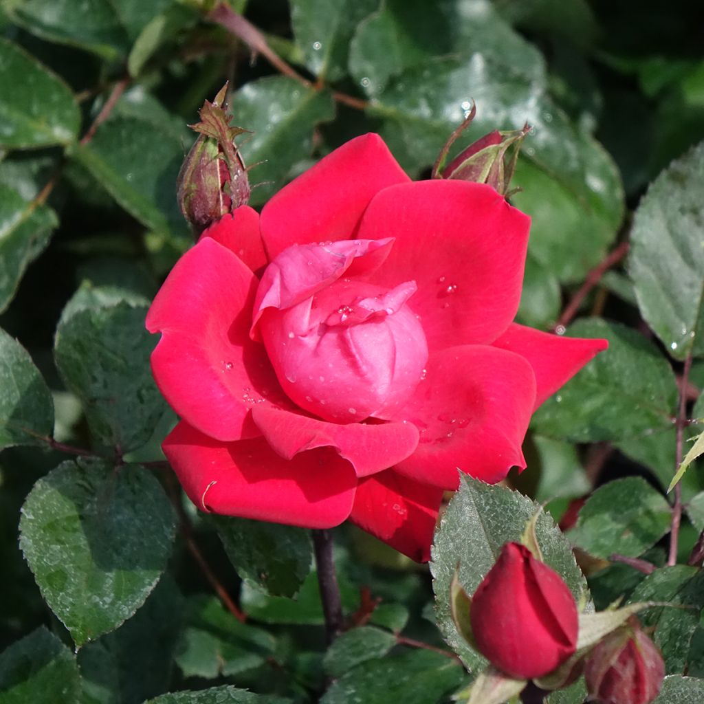 Rosa Double Knock Out - Bodendecker-Rose