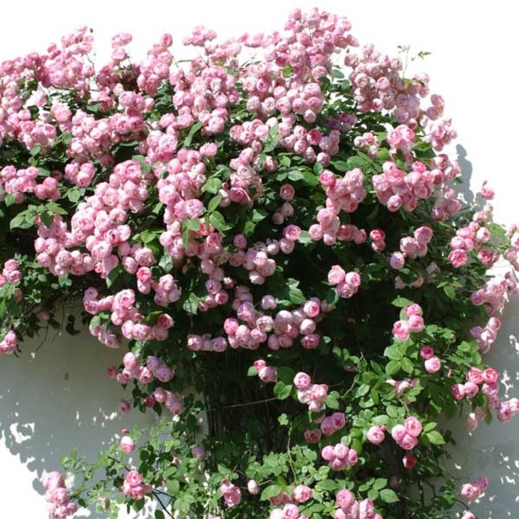 Rosa Pink Cloud - Kletterrose
