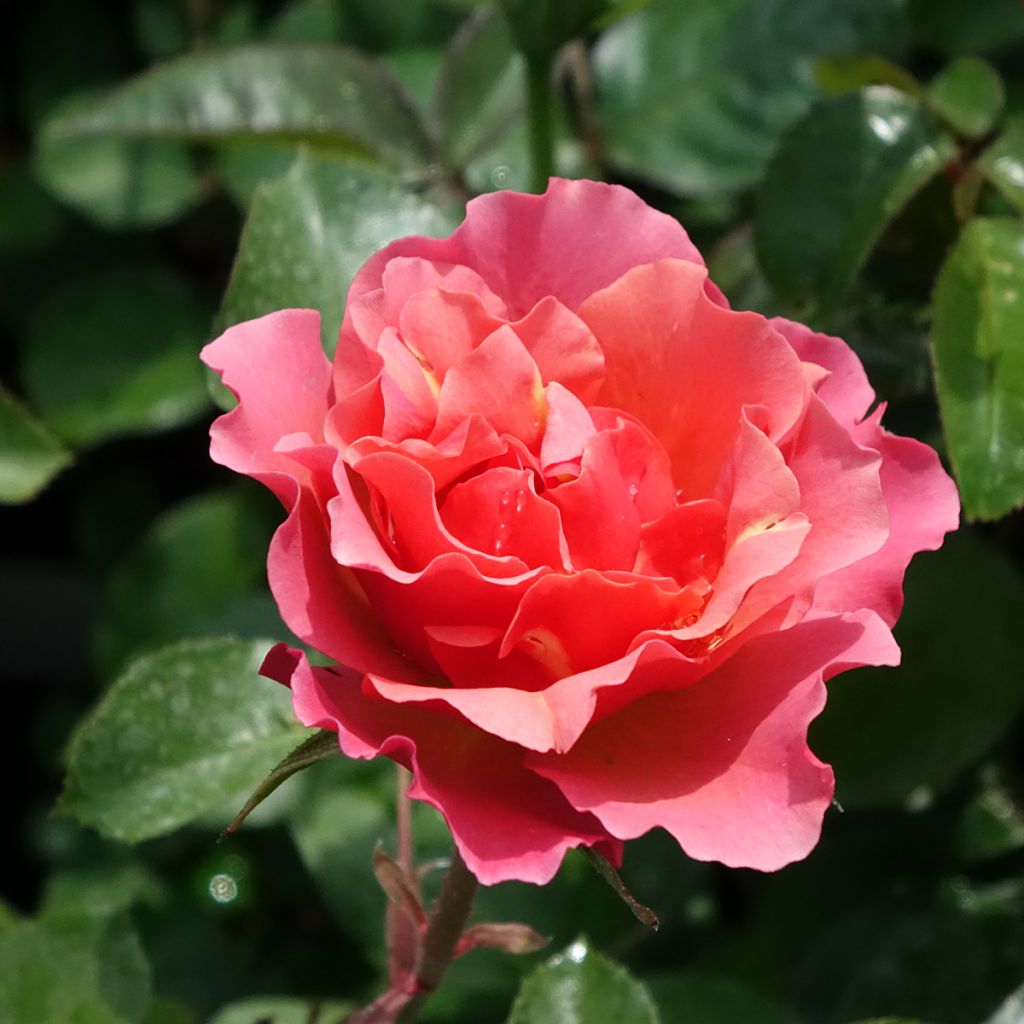 Rosa Jean Cocteau - Beetrose