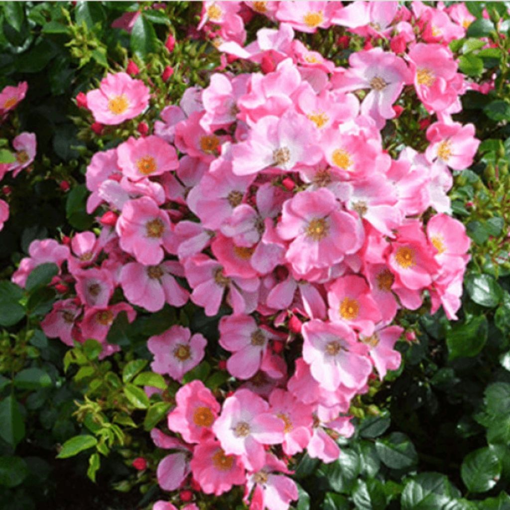 Rosa Mel Bee - Beetrose