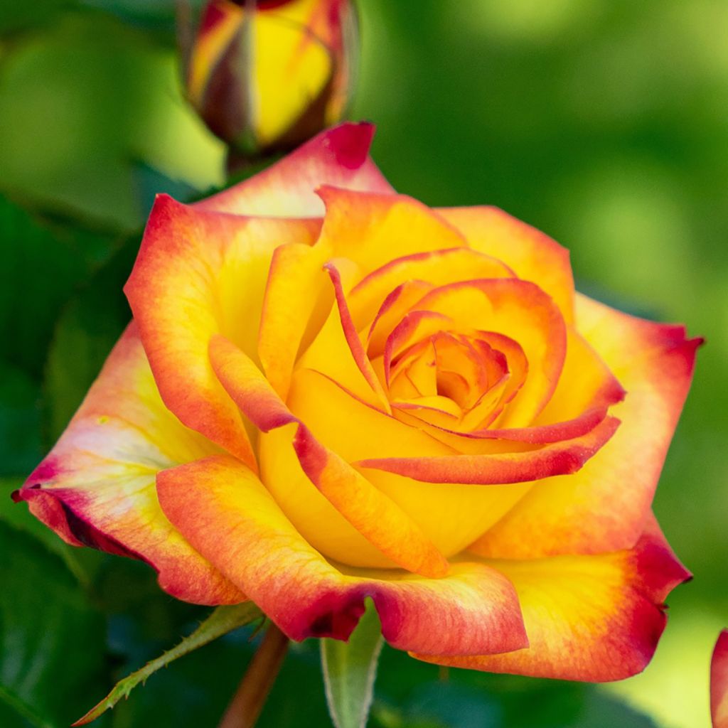 Rosa floribunda Planter's Punch - Beetrose