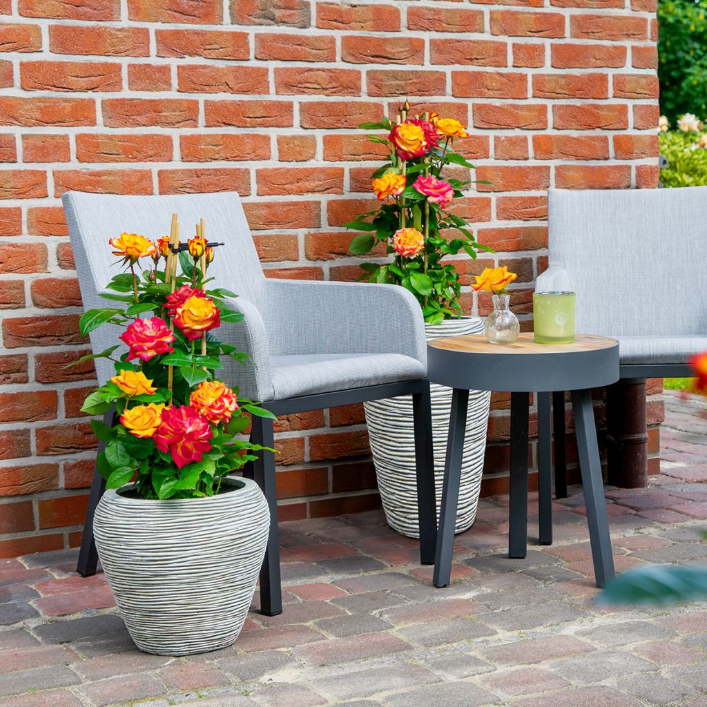Rosa floribunda Planter's Punch - Beetrose