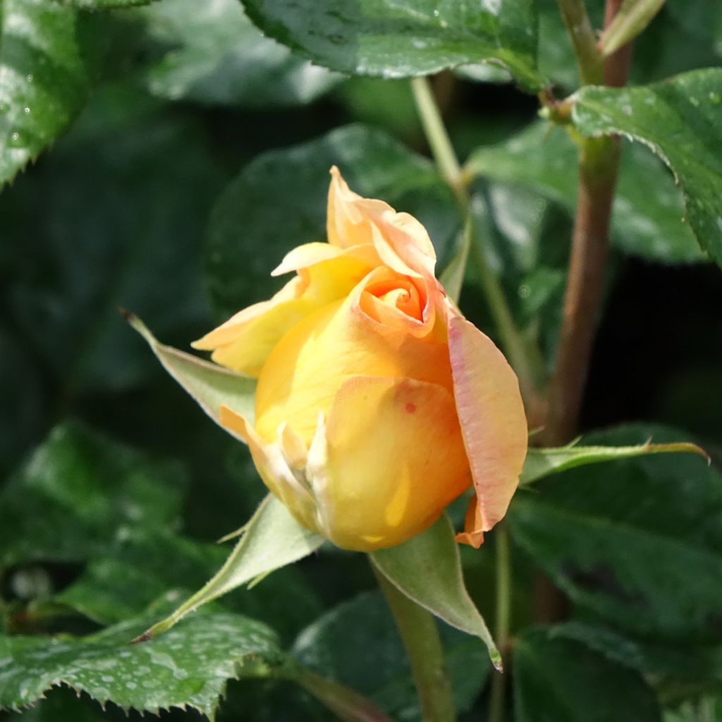 Rosa Eureka - Edelrose