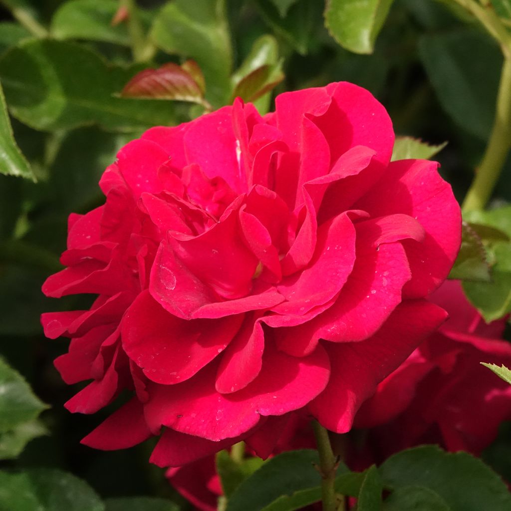 Rosa Bordeaux 'Korelamba' - Beetrose