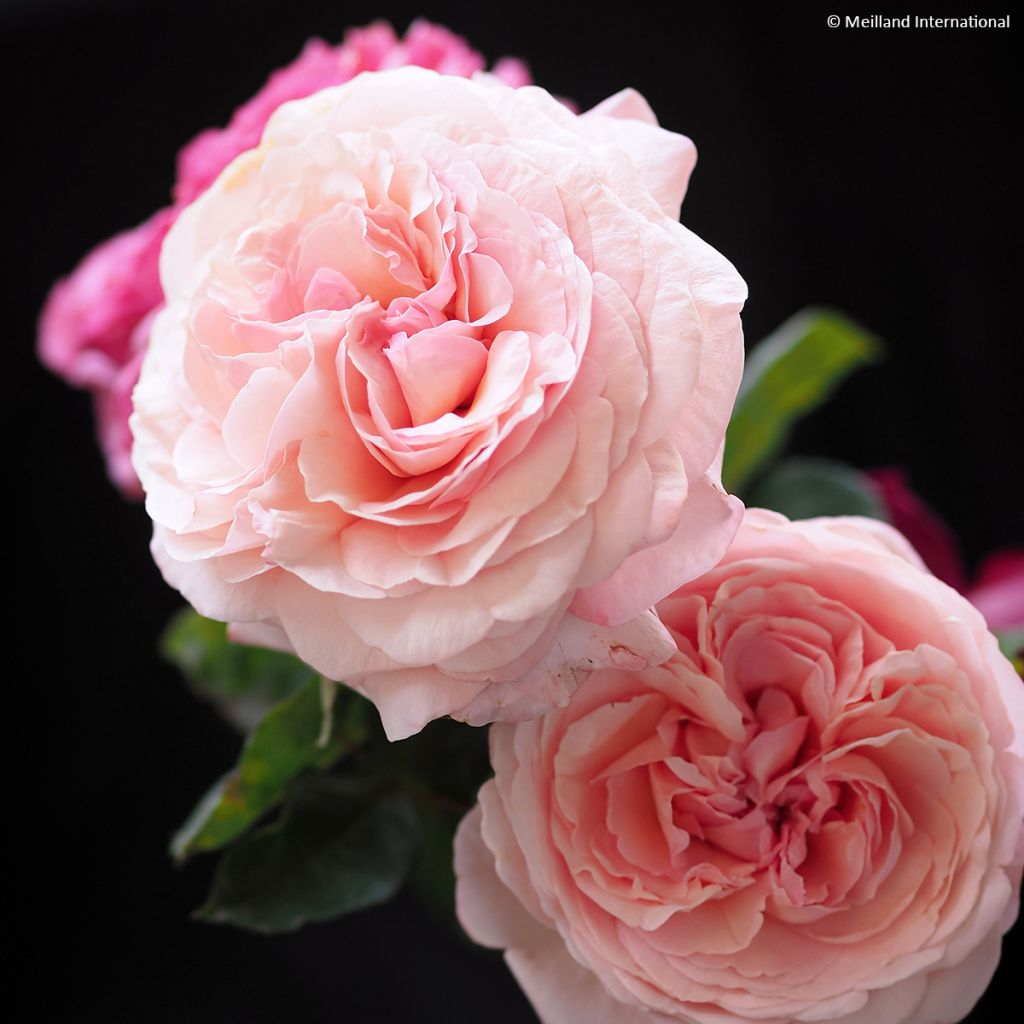 Rosa Jean de la Fontaine - Edelrose