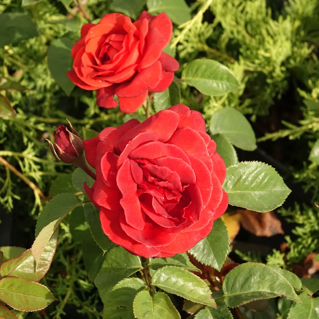 Rosa Terra Botanica - Edelrose