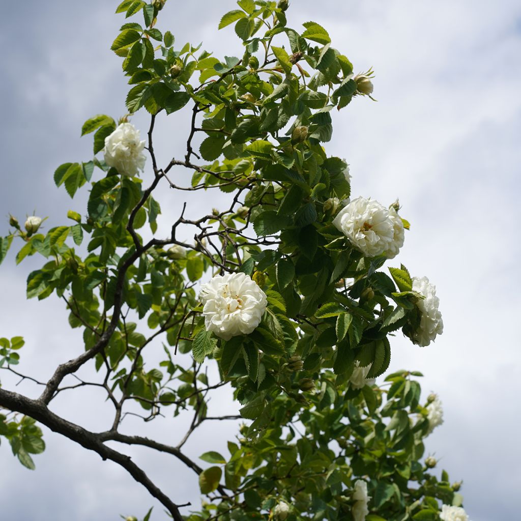 Rosa alba Suaveolens - Historische Rose