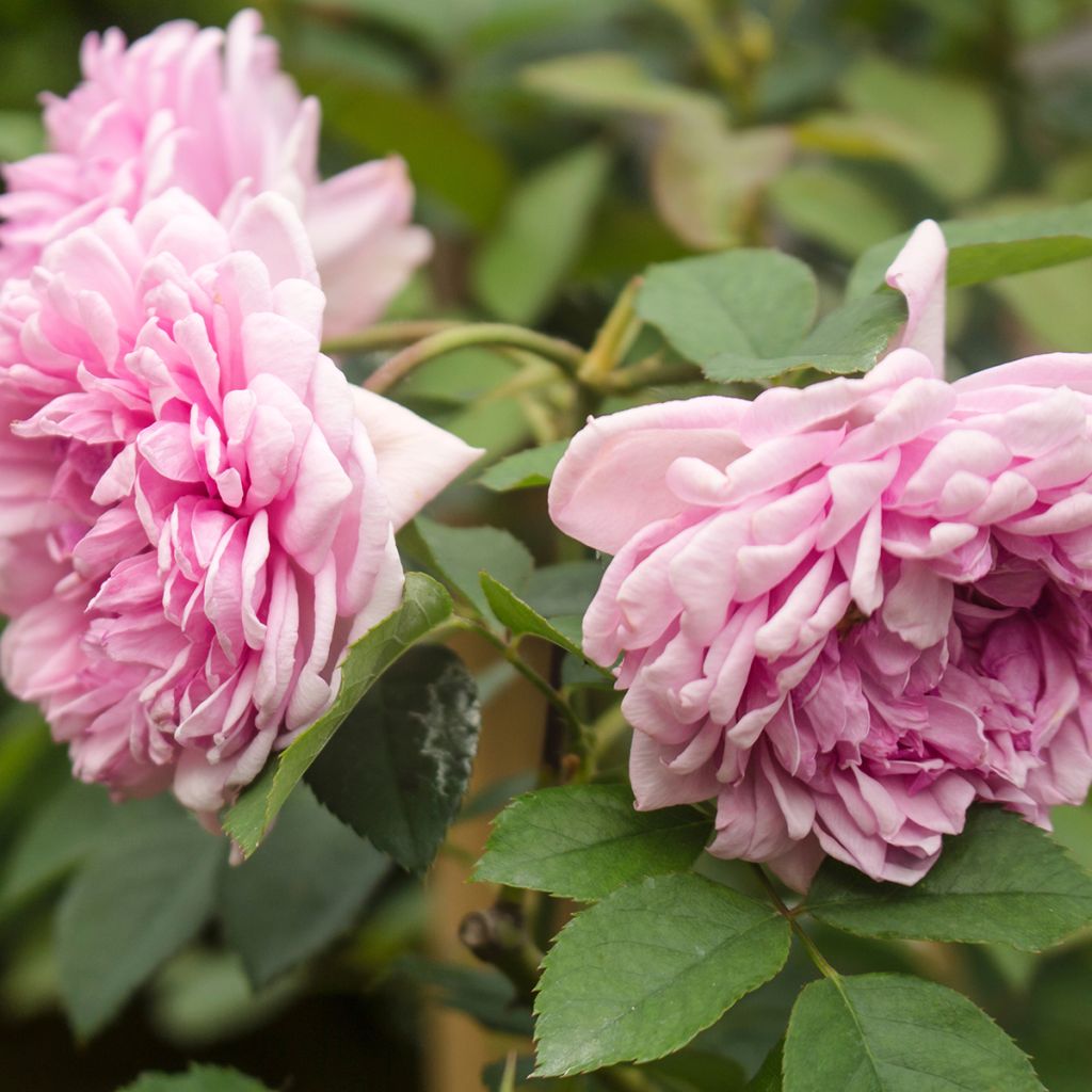 Rosa centifolia Muscosa - Moos Rosen