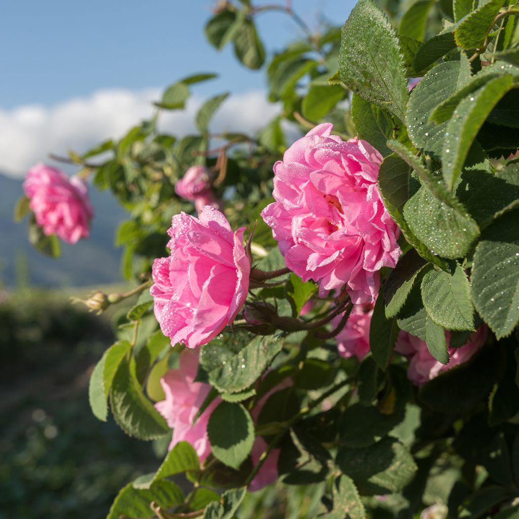 Rosa Trigintipetala - Historische Rose
