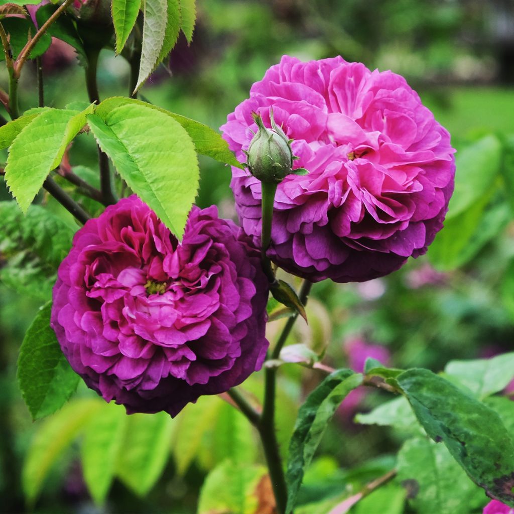 Rosa Reine des Violettes - Historische Rose