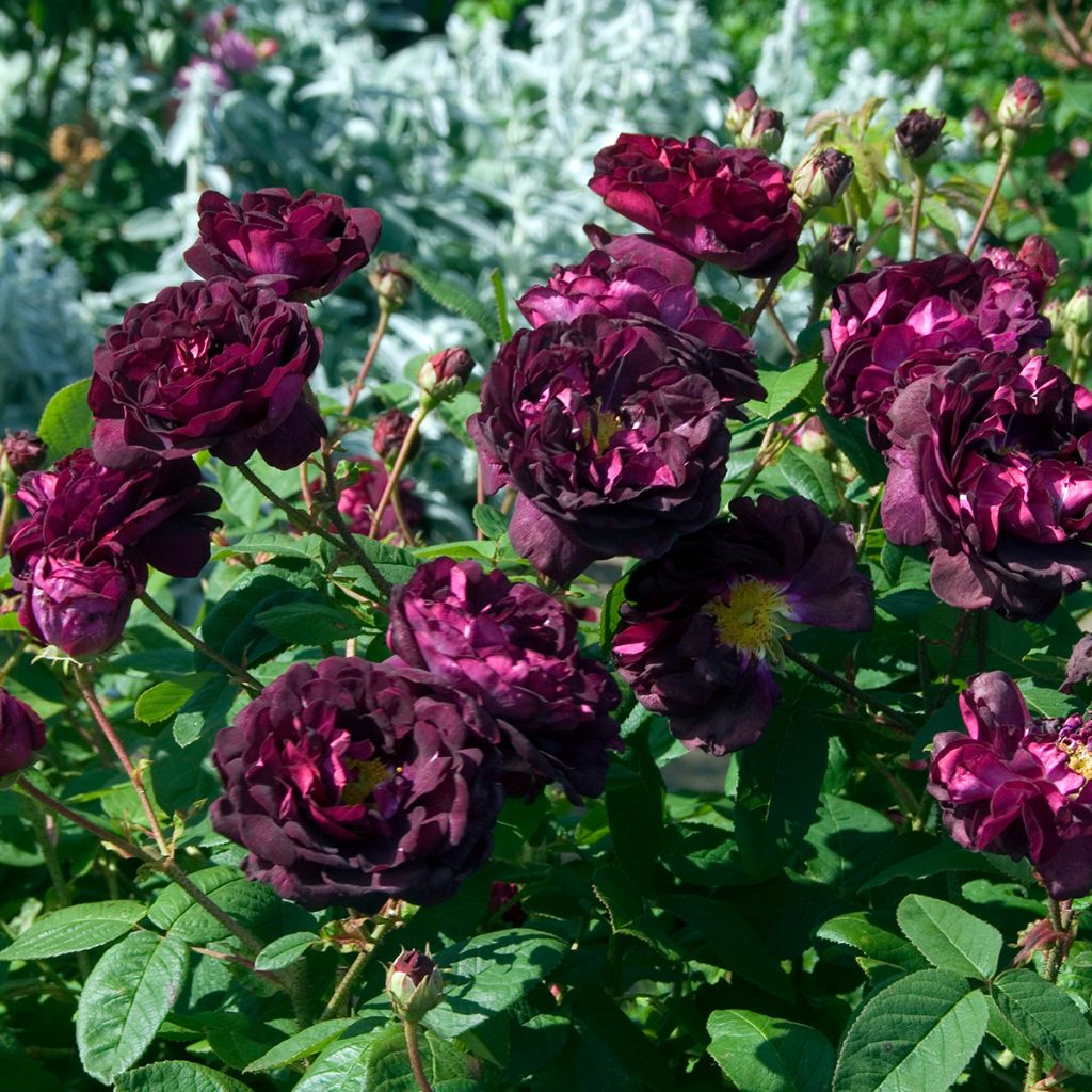 Rosa gallica Tuscany Superb - Essig-Rose