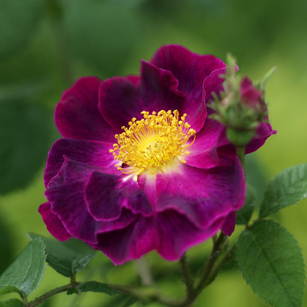 Rosa gallica Tuscany Superb - Essig-Rose