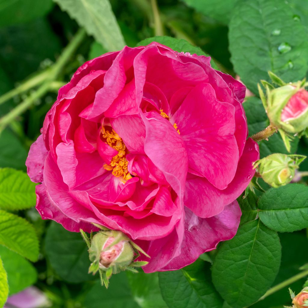 Rosa gallica Officinalis - Essig-Rose