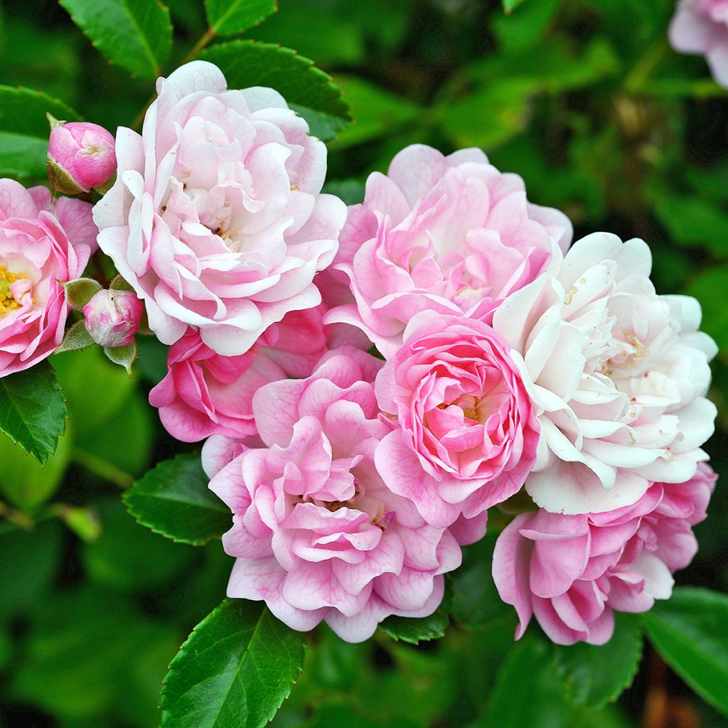 Rosa banksiae Rosea - Meran-Rose