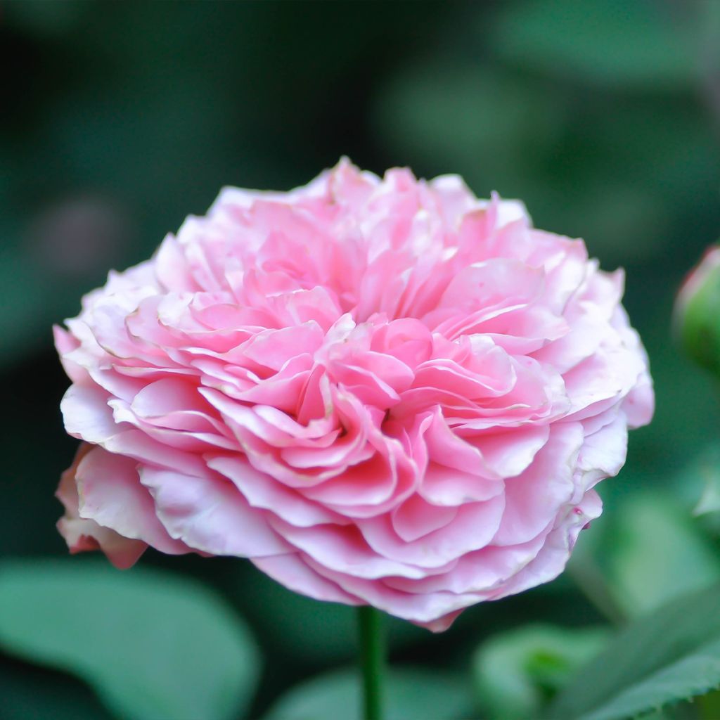 Rosa damascena - Damaszener-Rosen