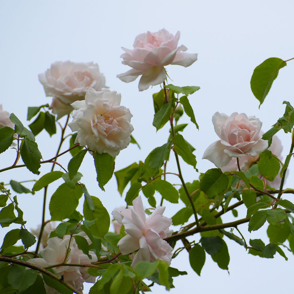 Rosa Madame Alfred Carrière - Kletterrose