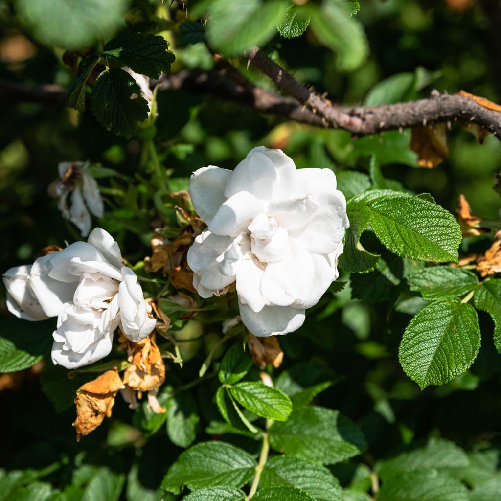 Rosa rugosa Blanc Double de Coubert - Apfelrose
