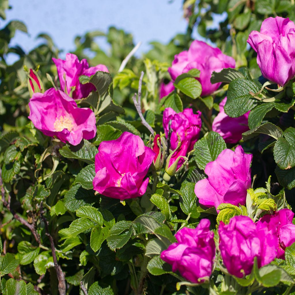 Rosa rugosa - Apfelrose